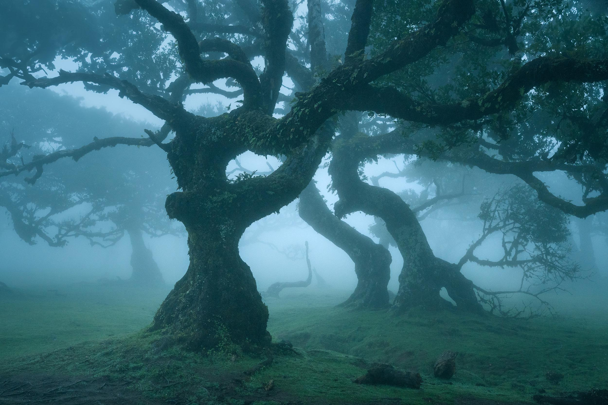 Forêt de Fanal, Madère : vieux lauriers dans la brume bleutée