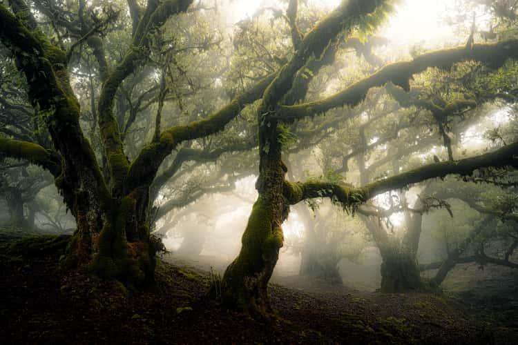 Arbres moussus dans une lumière dorée, ambiance de Fanal