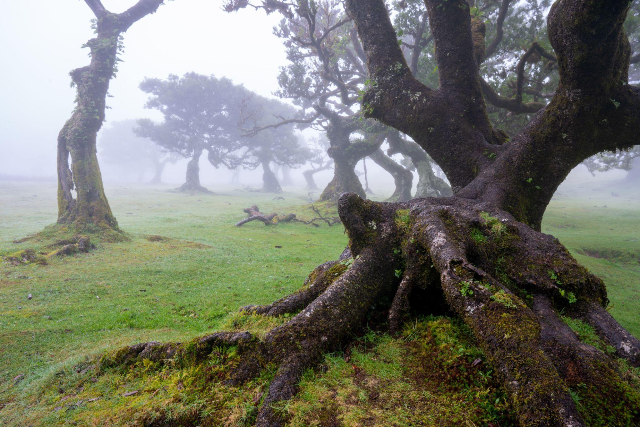 Vieux arbres dans la brume, ambiance de Fanal